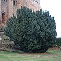 An Irish Yew (Taxus baccata 'Fastigiata')