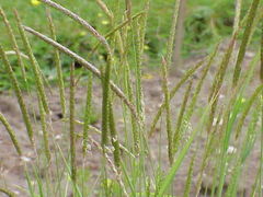 Slender Meadow Foxtail (Alopecurus myosuroides)