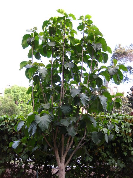 File:IMG 2550 ucla09.jpg