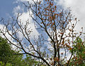 Terminalia bellerica leaves being eaten by Semi-looper from Noctuidae family