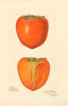 Japanese Persimmon (cultivar 'Hachiya') - watercolor 1887