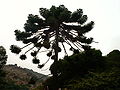 Mature Araucaria tree (A. bidwillii) as an exotic ornamental tree in Valparaiso, Chile