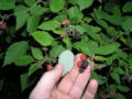 Black Raspberry - The underside of a raspberry leaf is silver-white
