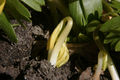 A germinated seedling (Eranthis hyemalis) emerges from the ground