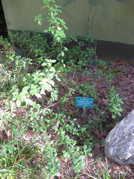 File:IMG 2406 ucla09.jpg