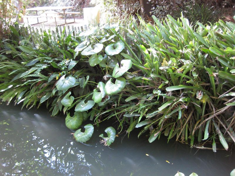 File:IMG 2453 ucla09.jpg