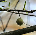 Fruit with young leaves and flower buds.