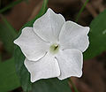 Thunbergia fragrans in Talakona forest, in Chittoor District of Andhra Pradesh, India.