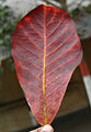 fallen leaf (back side) in Kolkata, West Bengal, India.