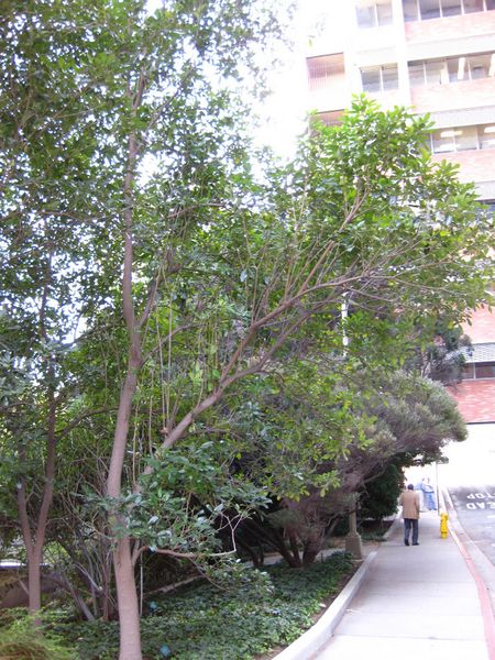 File:IMG 2355 ucla09.jpg