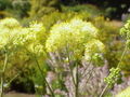 Thalictrum Meadow rue