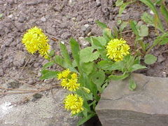 Solidago virgaurea minuta