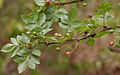 Bursera penicillata fruits & leaves