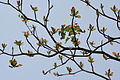 branches with new leaves & flower spikes in Kolkata, West Bengal, India.