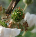Well pollinated blackberry blossom begins to develop fruit. Each incipient drupelet has its own stigma and good pollination requires the delivery of many grains of pollen to the flower so that all drupelets develop.